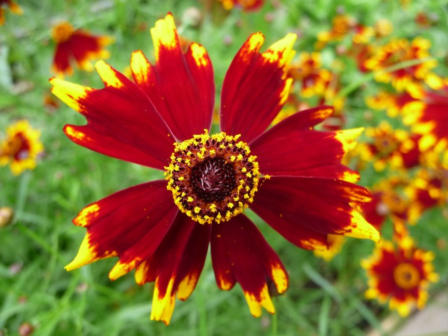 Кореопсис сильмарилл