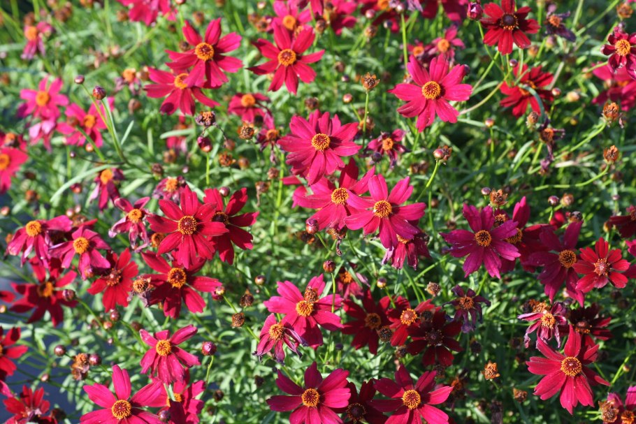 Кореопсис многолетний мутовчатый