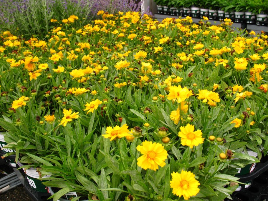 Coreopsis grandiflora