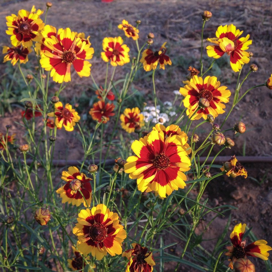 Кореопсис красильный