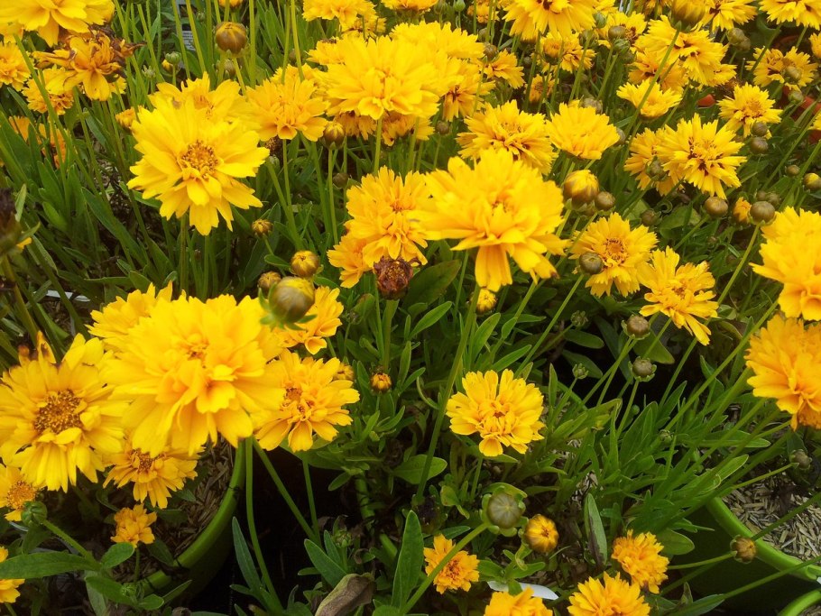 Кариопсис гранди флора