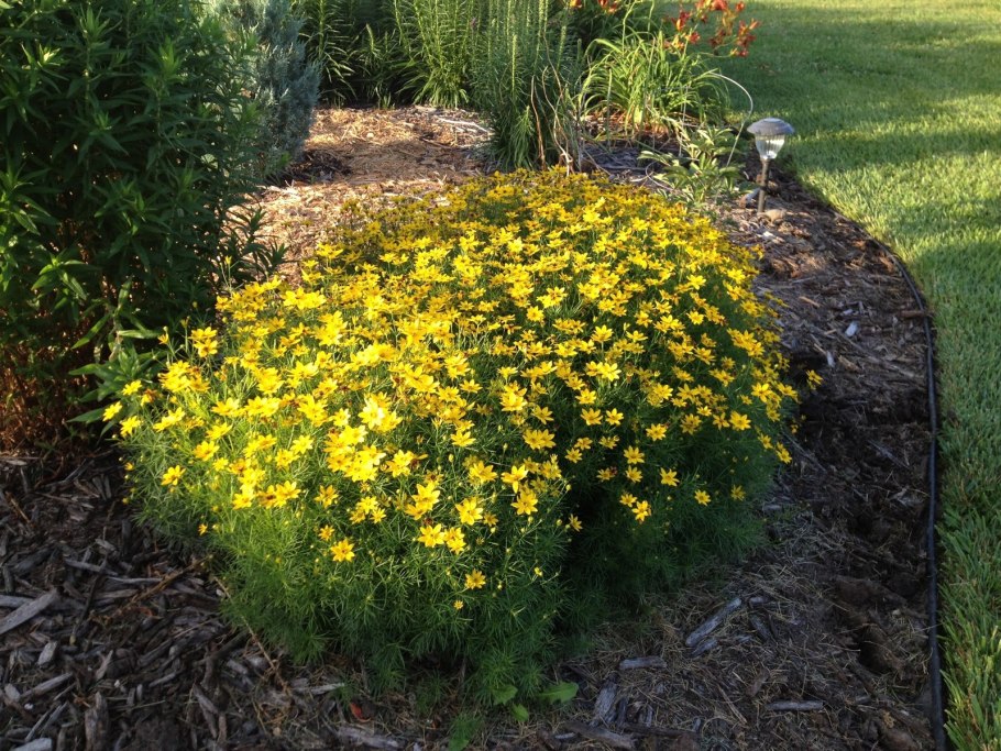 Coreopsis verticillata
