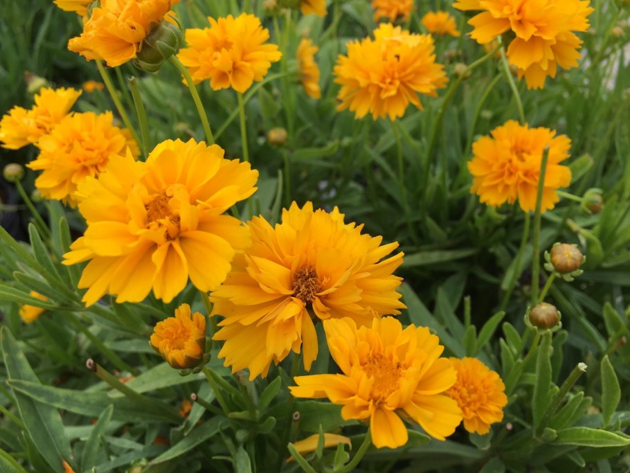 Кореопсис coreopsis