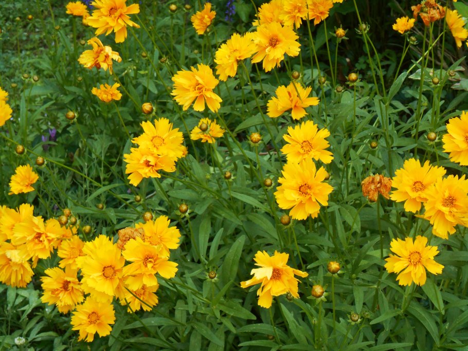 Кореопсис многолетний