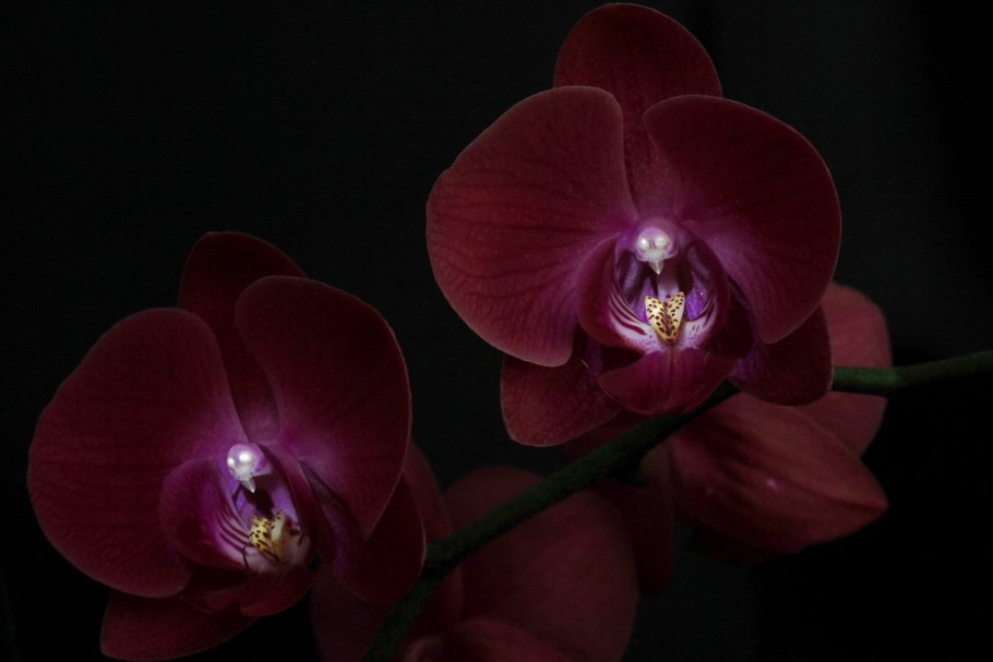 Орхидея фаленопсис белая