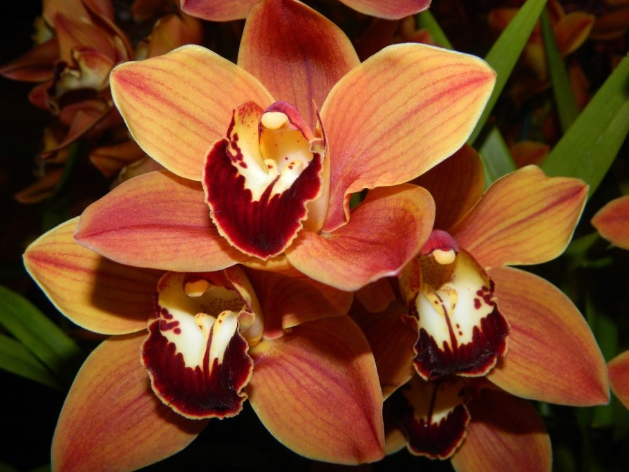 Цимбидиум Индиан саммер