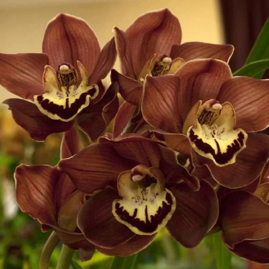 Коричневая Орхидея фаленопсис