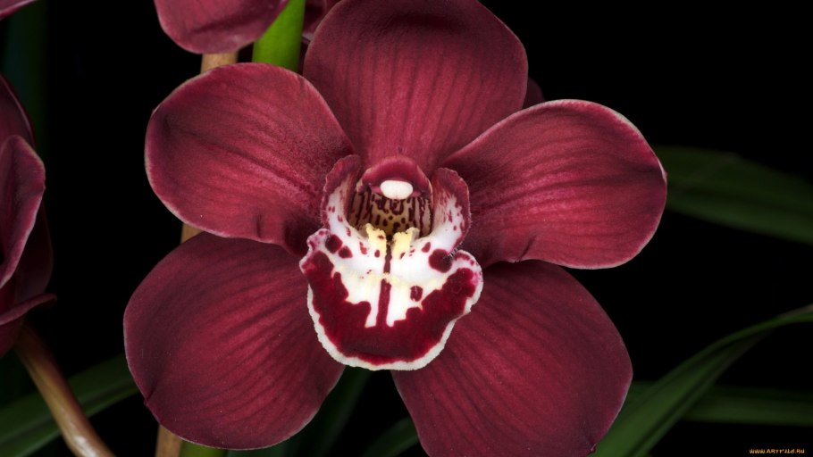 Орхидеи цимбидиум