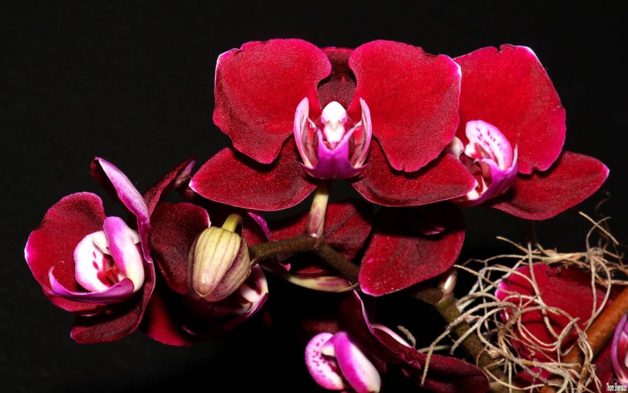 Фаленопсис charleston