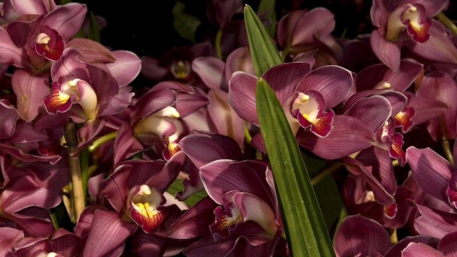 Фаленопсис Экзотик Дансер