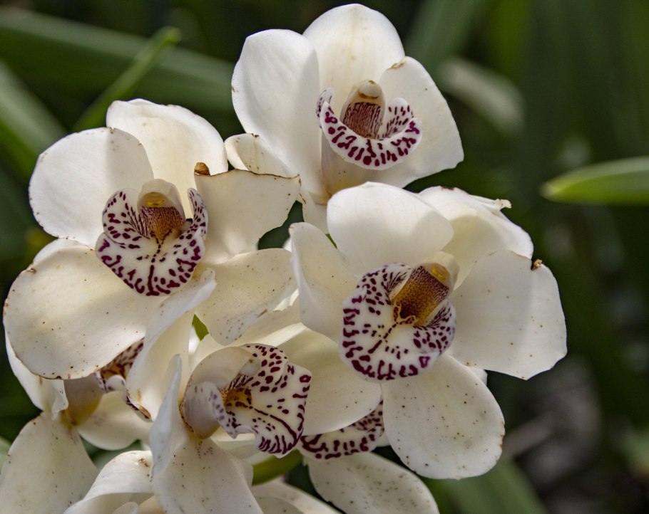 Коричневые цветы