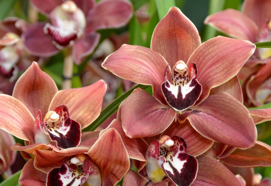 Тигровая Орхидея