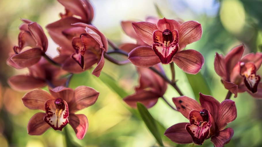 Орхидея бело коричневая