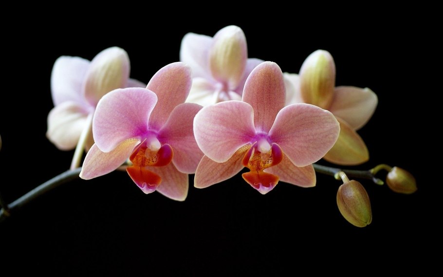 Phal. Fasciata x self