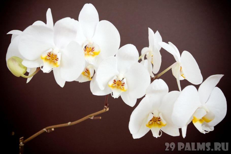 Цимбидиум Чарли Браун