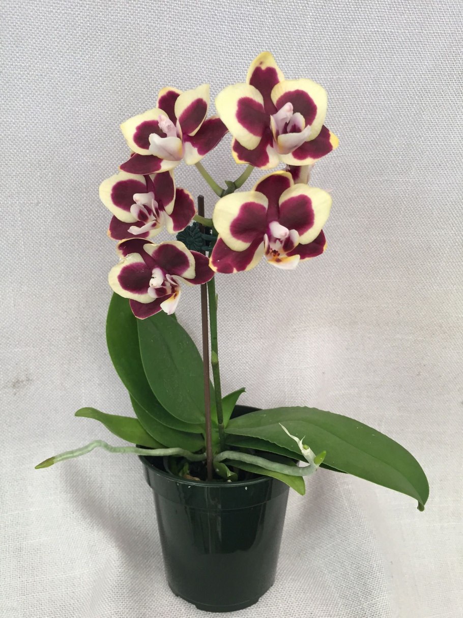 Фаленопсис браун шуга