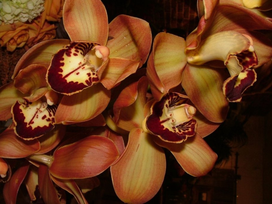 Цимбидиум Волкано