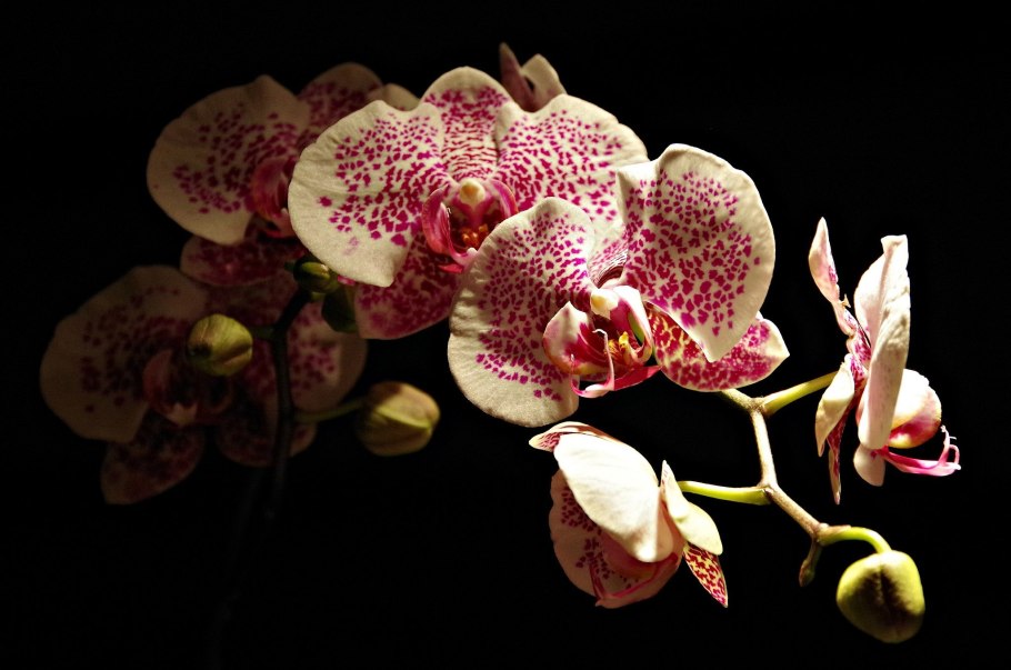 Орхидеи фаленопсис