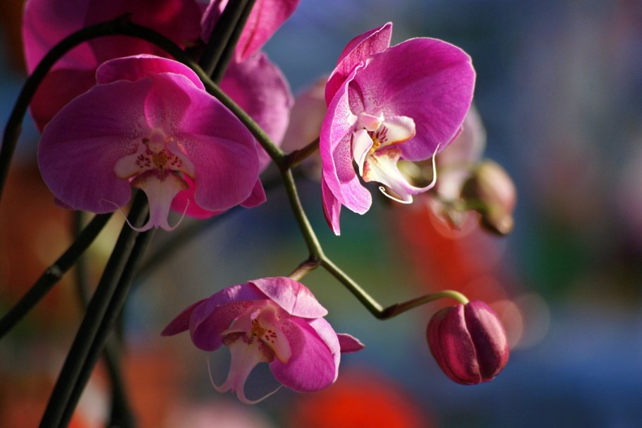 Орхидея моушн