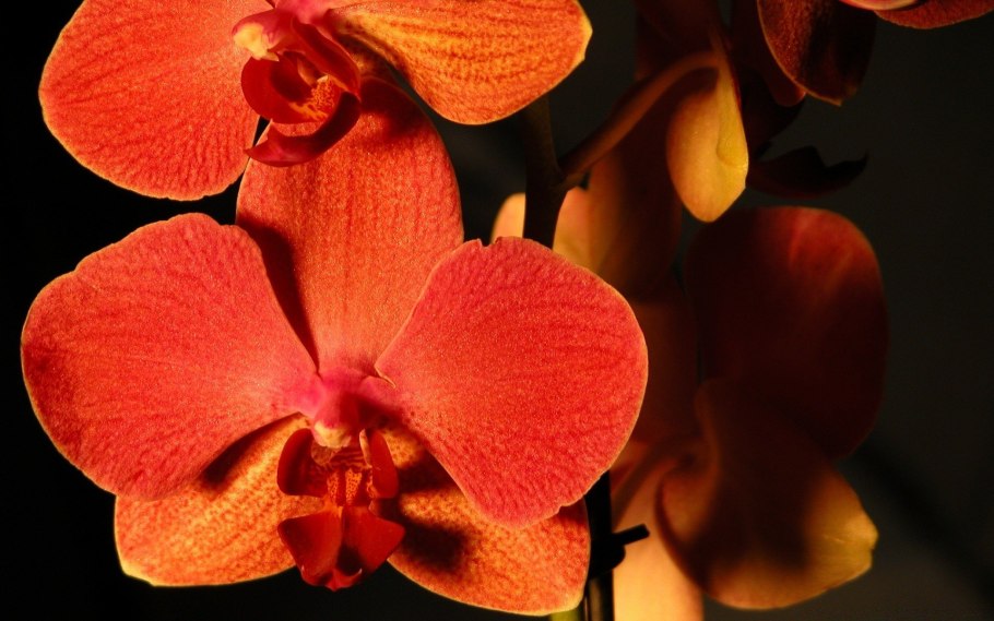 Орхидея Ванда шоколад Браун