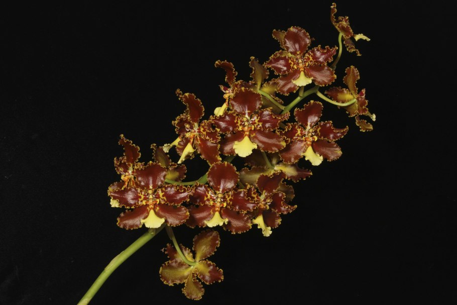 Bulbophyllum sumatranum Cameron