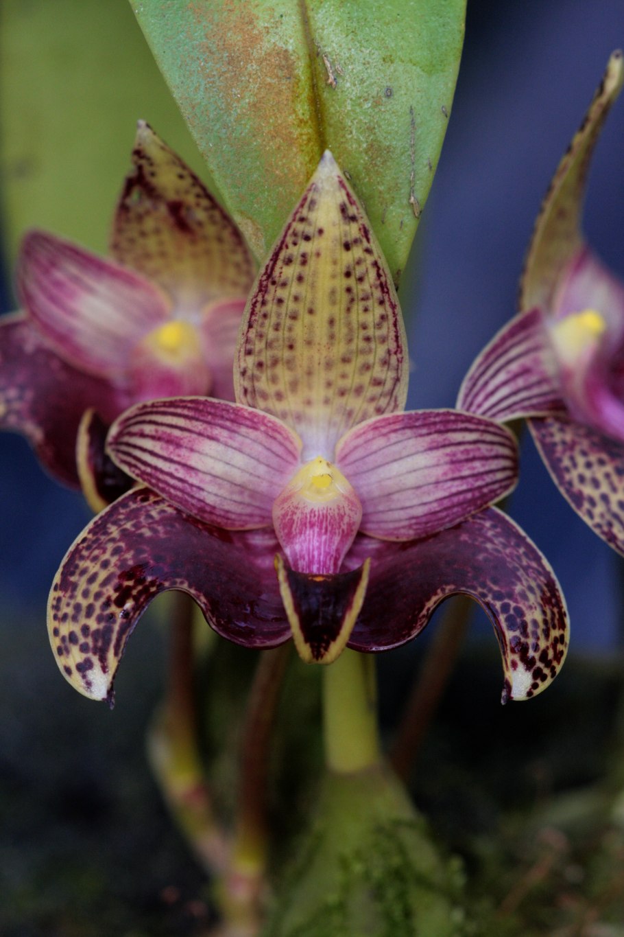 Орхидея онцидиум