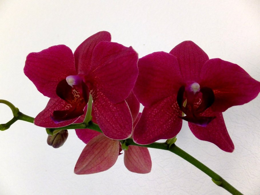 Фаленопсис мультифлора burgundy