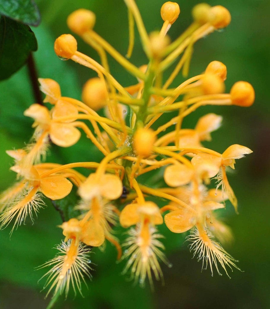 Platanthera ciliaris перевод