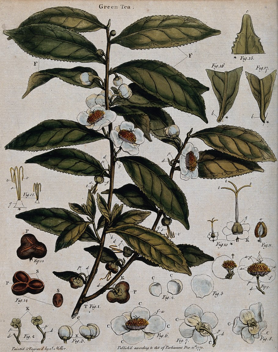 Листья чайного дерева Camellia sinensis