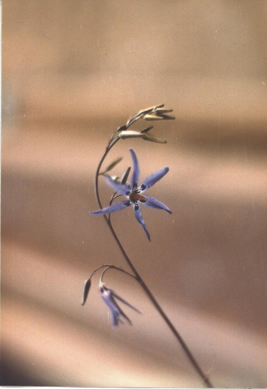 Tecophilaeaceae