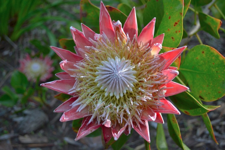 Protea latifolia