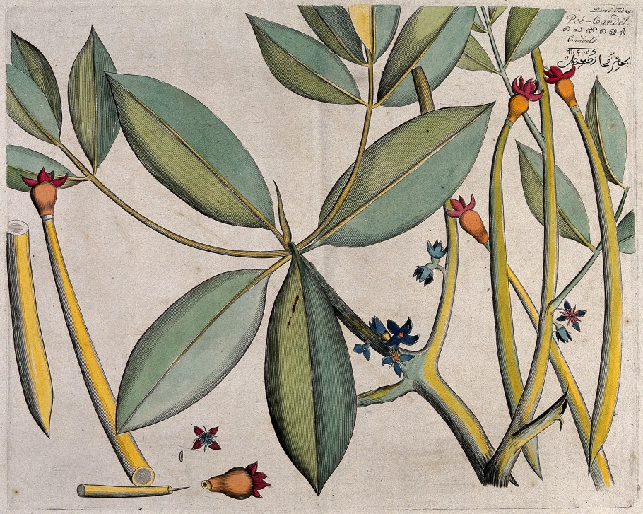 Rhizophora mucronata