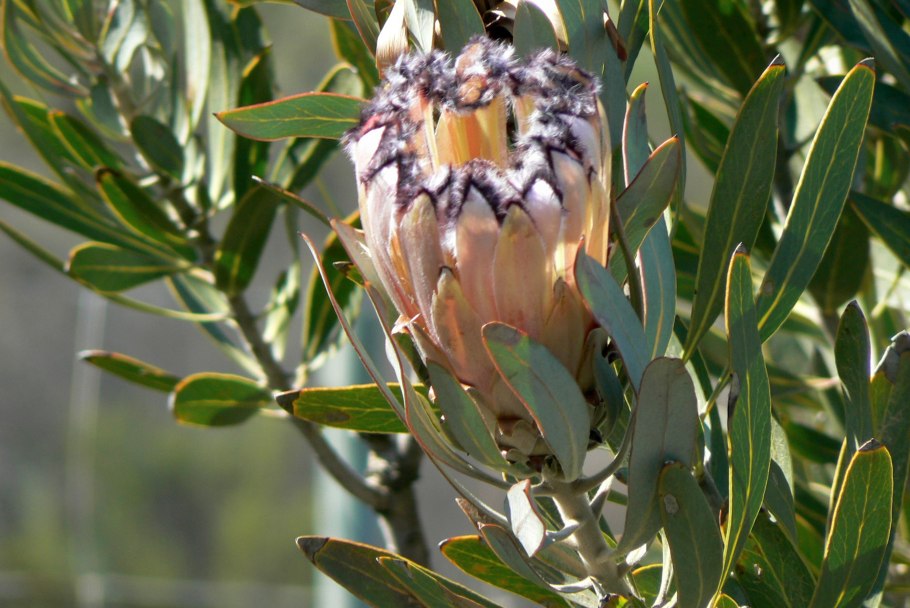 Протея Protea laurifolia