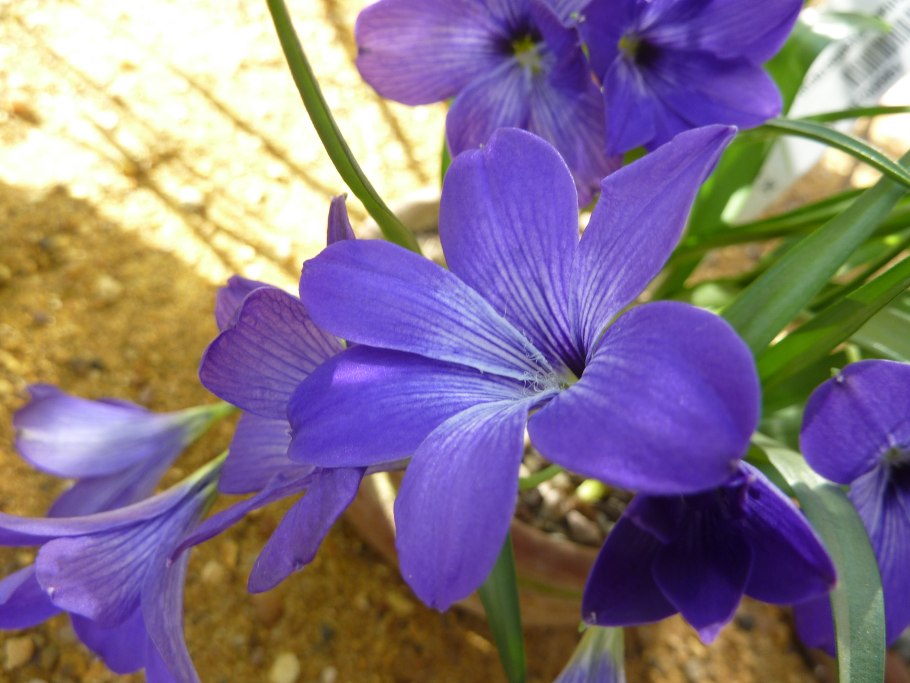 Tecophilaea cyanocrocus