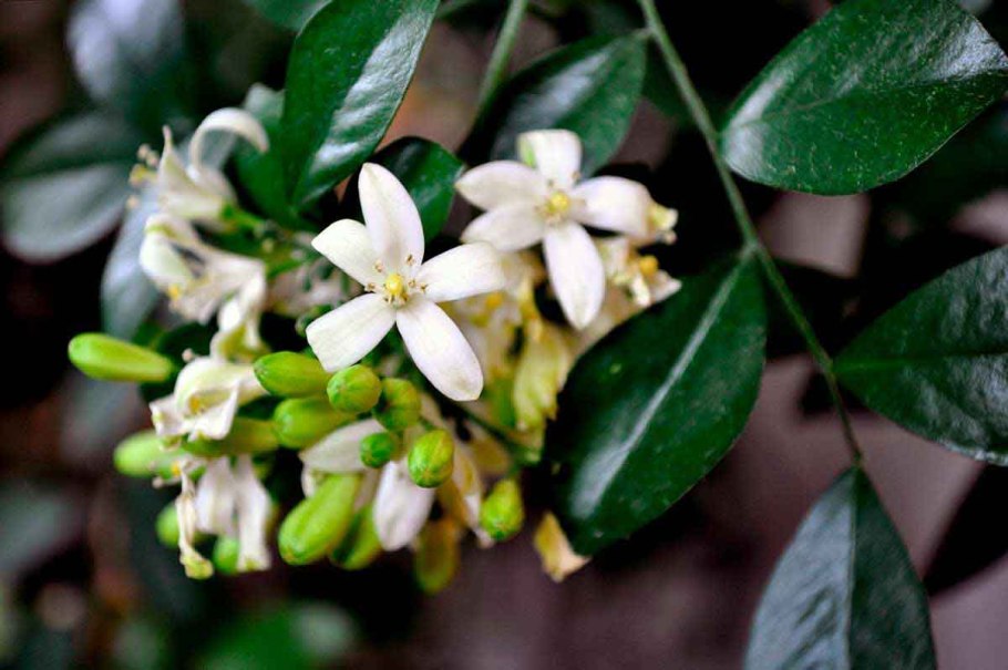 Мурайя метельчатая