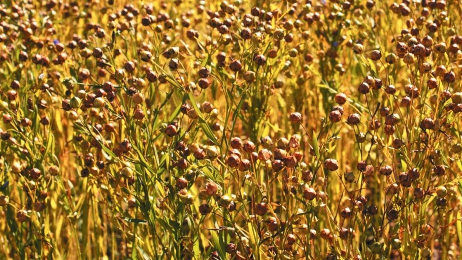 Фитофарм семена льна 100 г