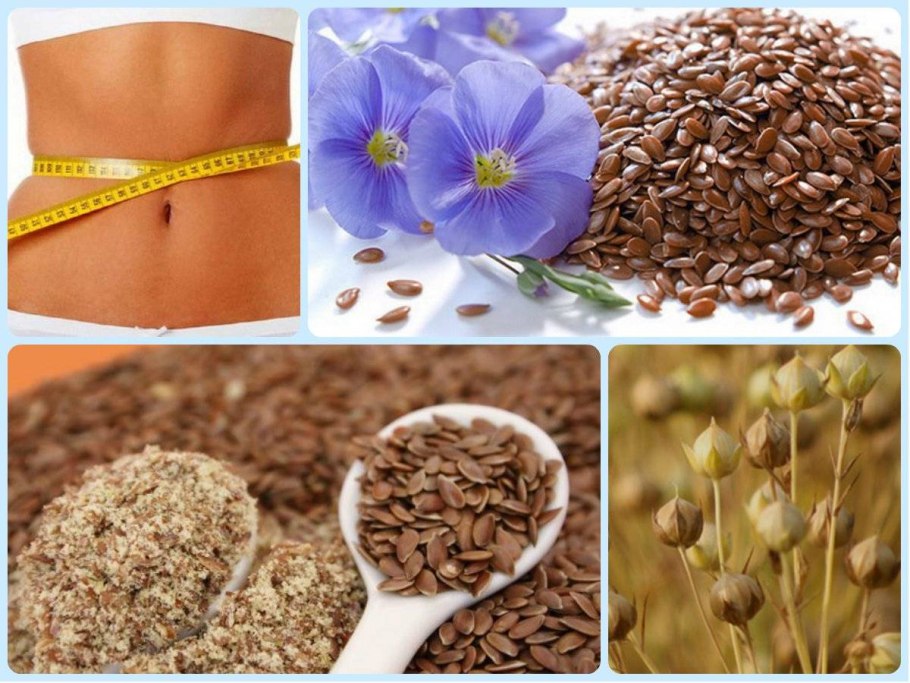 Лён обыкновенный долгунец