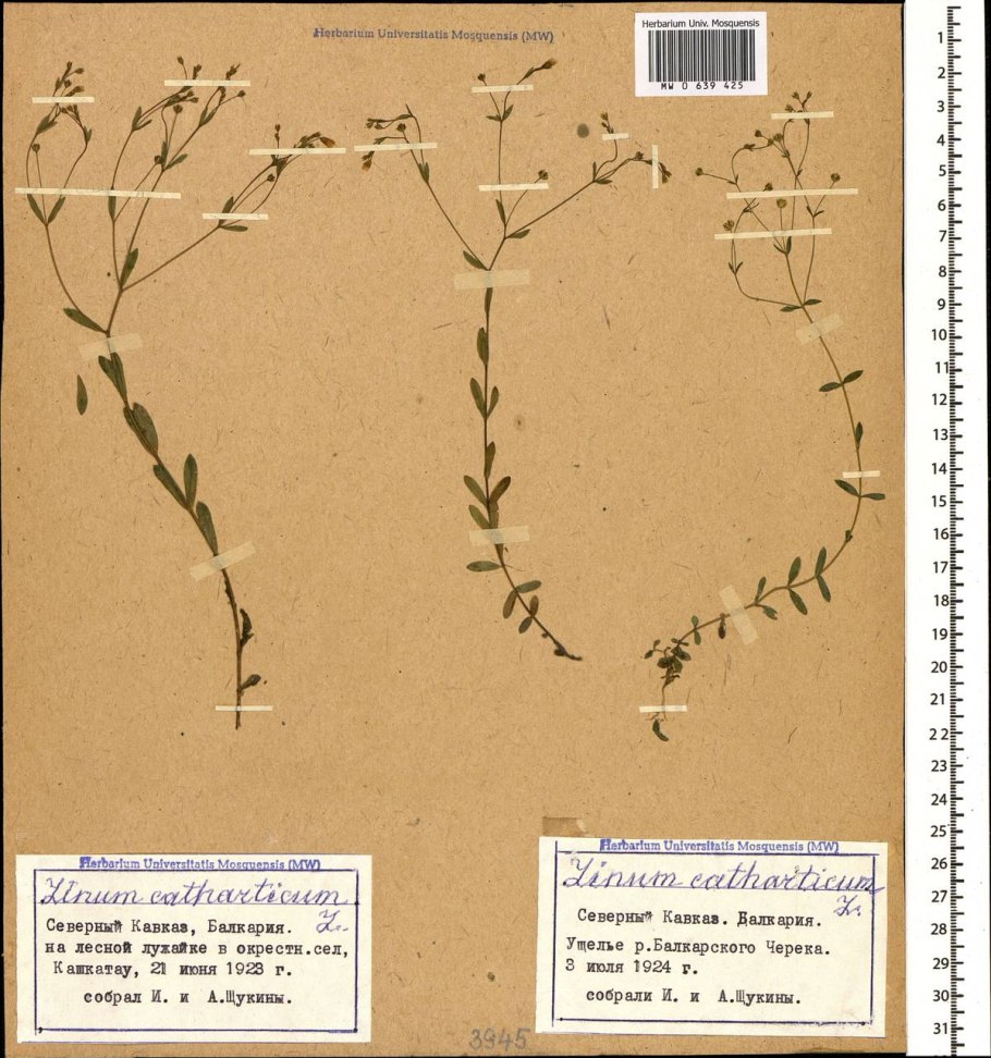 Linum linearifolium