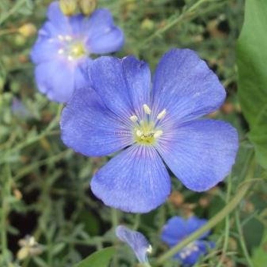 Лен многолетний блу