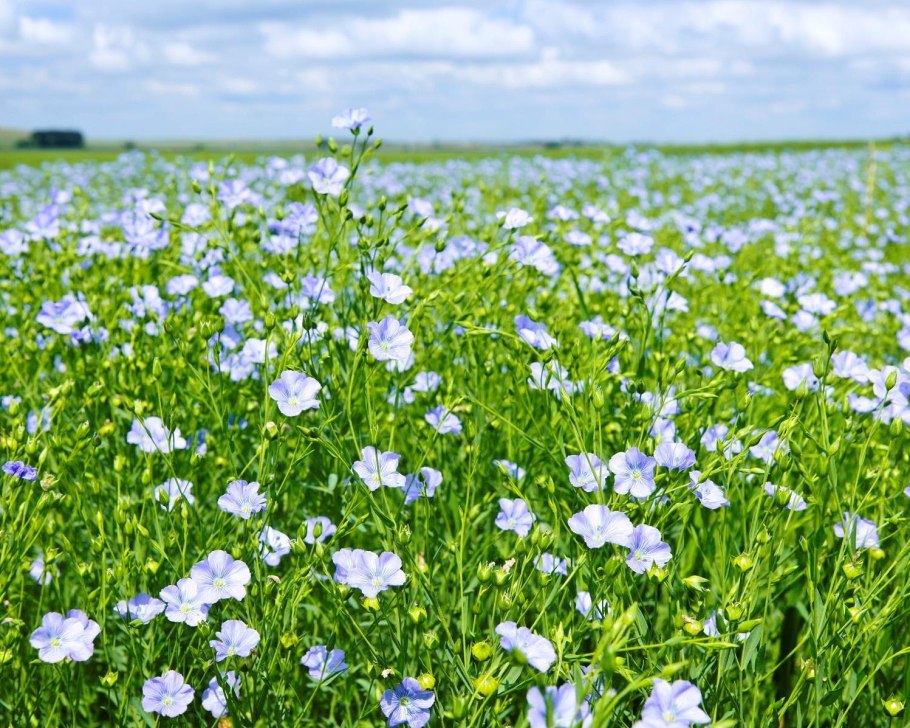 Поле льна блю скай