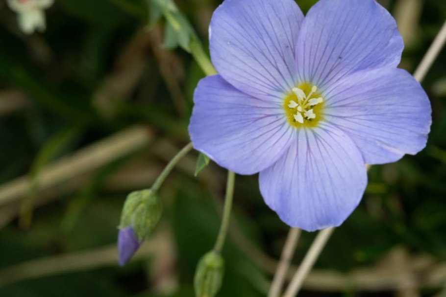 Linum lewisii