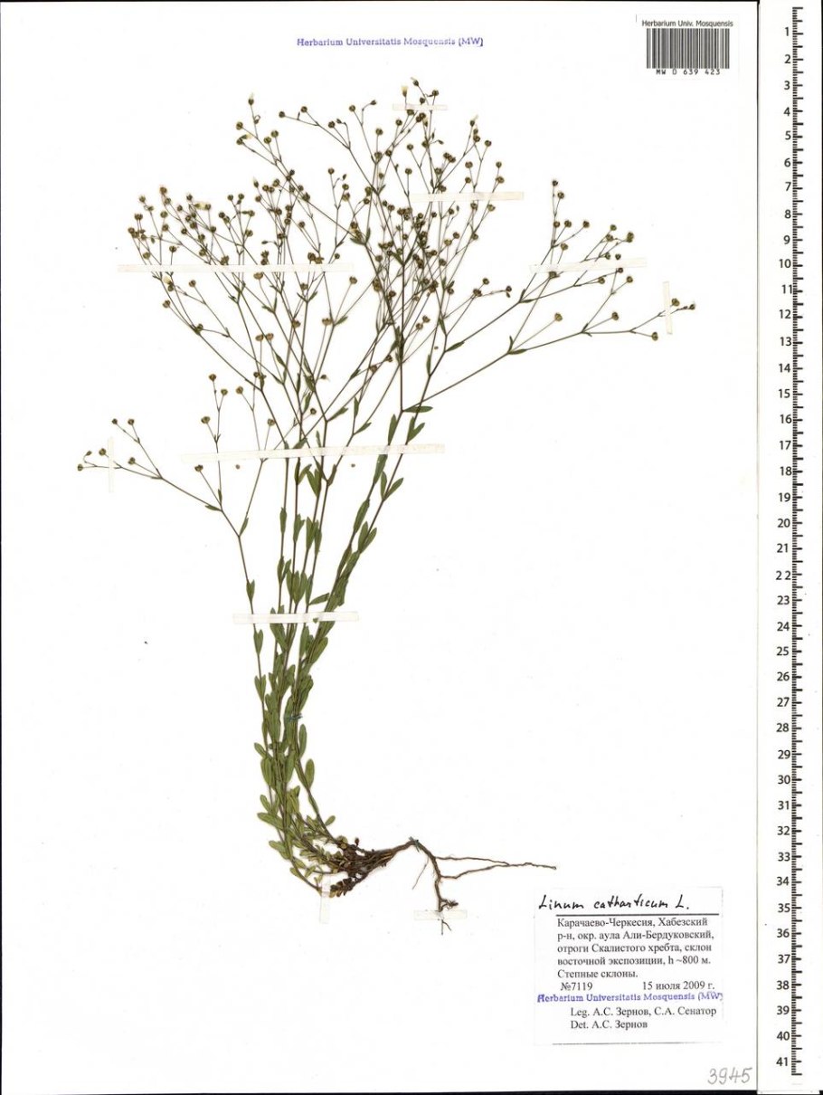 Лен слабительный описание