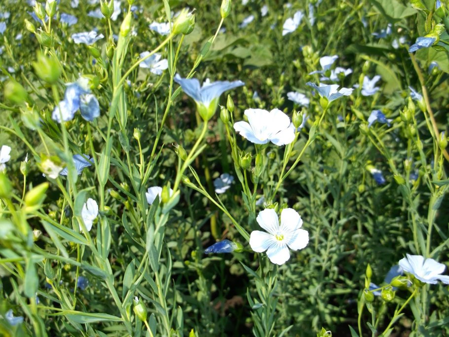 Linum hypericifolium
