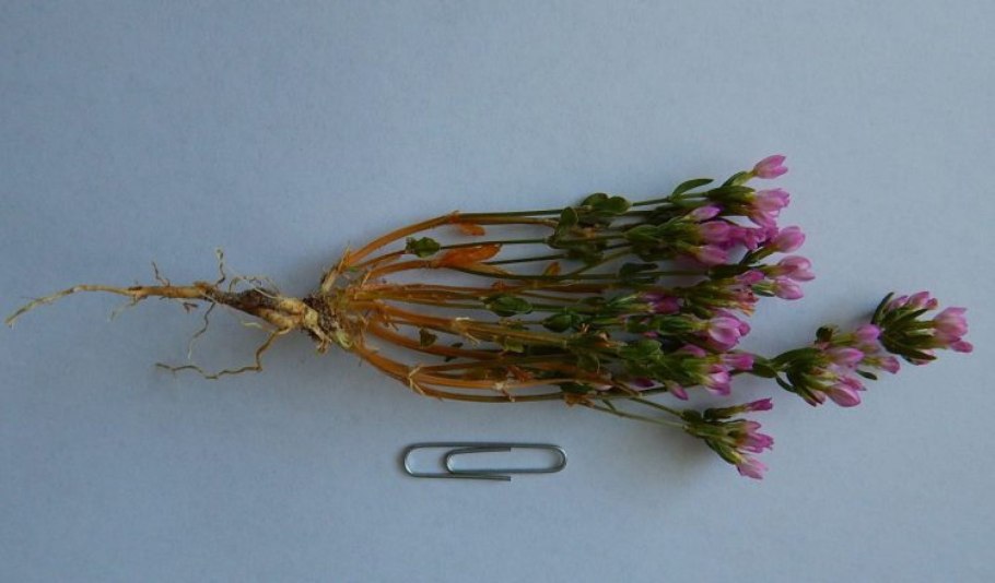 Золототысячник обыкновенный - centaurium erythraea