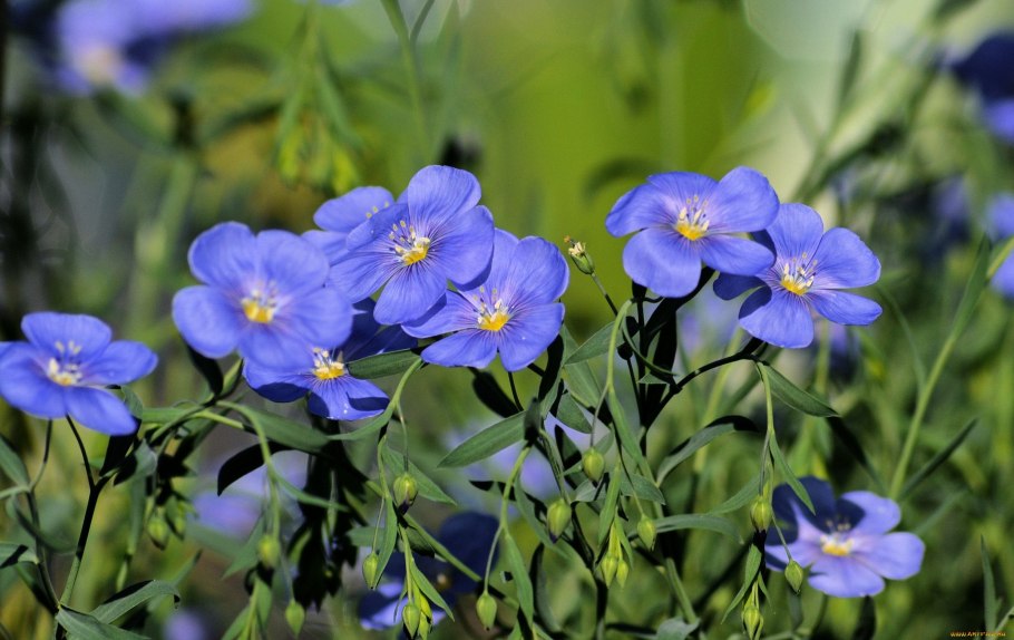 Голубой полевой цветок