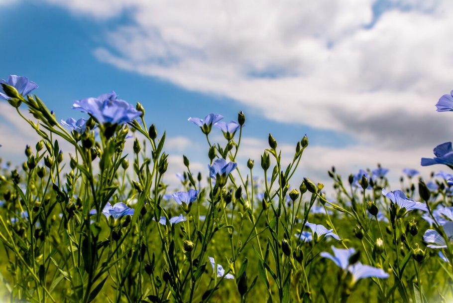 Лён долгунец