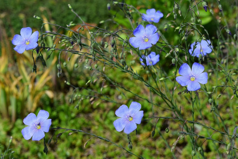 Лён обыкновенный долгунец