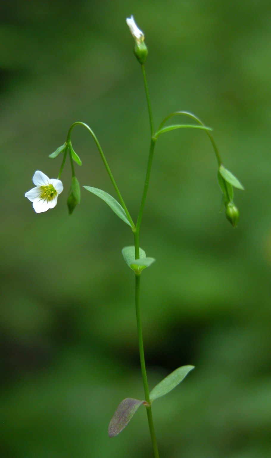 Лен слабительный Плантариум