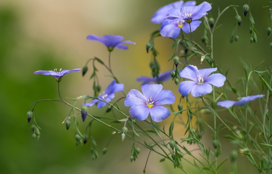Лён цветок садовый