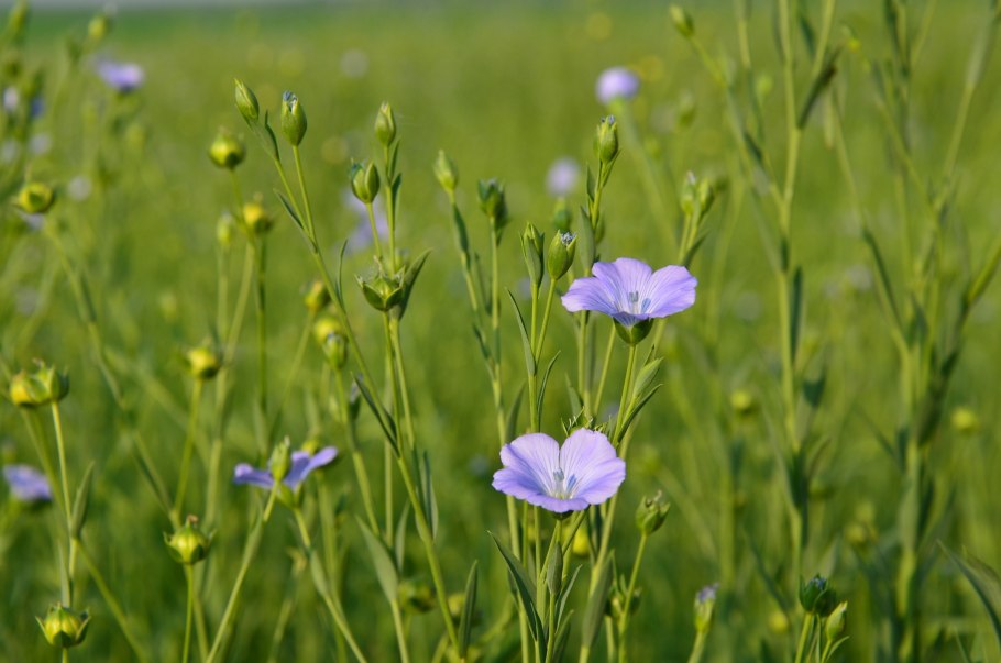Linum usitatissimum